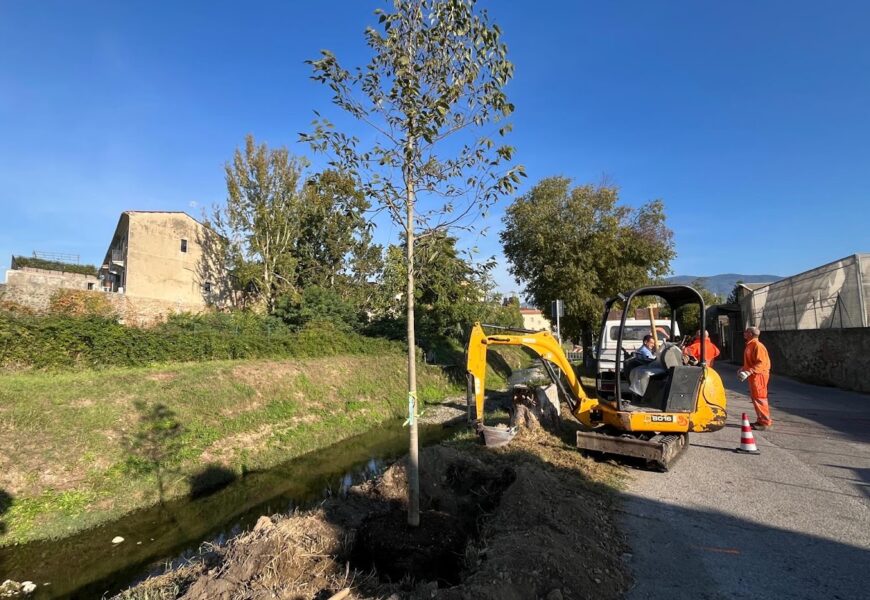 pistoia. VIA DEI CAMPISANTI, MESSA A DIMORA DI NUOVI ALBERI PER IL FILARE LUNGO LA BRANA pistoia. VIA DEI CAMPISANTI, MESSA A DIMORA DI NUOVI ALBERI PER IL FILARE LUNGO LA BRANA